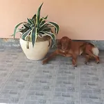 Vadaspuszta Vendeghaz 3* Csatka